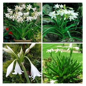 6 White Flowering Crinum Lily Bulbs
